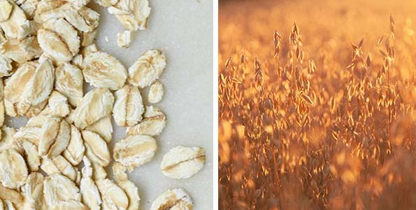 Salvado de Avena: propiedades y beneficios de este cereal